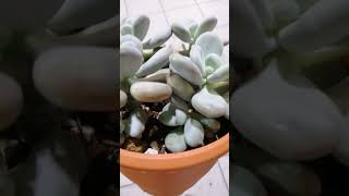 pachyphytum oviferum [upl. by Om]