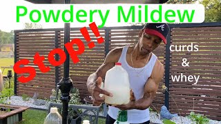 Stop powdery mildew with WHEY garden gardening [upl. by Ahsieni]