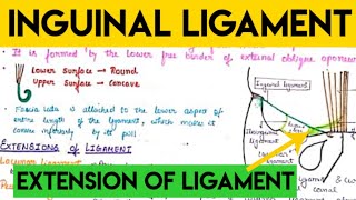 inguinal ligament anatomy [upl. by Naamann989]