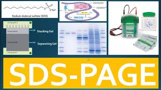 SDS PAGE  Principle of SDS PAGE and Use of Buffer System for Separation of Proteins [upl. by Kast]