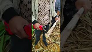 Sugar cane cutting shears [upl. by Fawna]