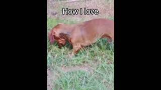 Weiner Dog Weiner Dog how did you get so long dachshunds dog dogs memes funny theromeocrew [upl. by Lourdes967]