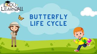 What Happens in a Butterflys LIFE Cycle [upl. by Eugenle]