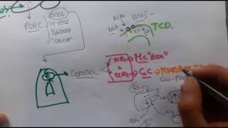 1 FISIOLOGÍA DE LOS GLUCOCORTICOIDES  CORTISOL  Fácil y practico 2018 [upl. by Dnar857]