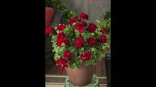 Geraniums  New types for every garden [upl. by Luben658]