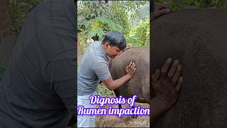 Dignosis of rumen impaction in cow ampBuffalo Treatment of tympany गोबर का बंद लगनाIndianFarmer [upl. by Anoved661]