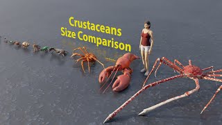 Crustaceans size comparison  Rodents size comparison  3D Animation animation animals [upl. by Schenck]