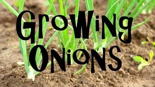 How to Plant Grow amp Harvest Onions from Start to Finish [upl. by Retnyw]