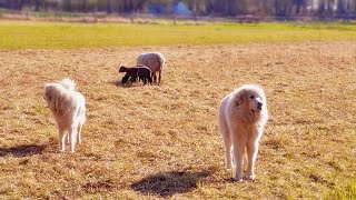 Adorable Great Pyrenees Puppies  Playful and Loving [upl. by Eul733]