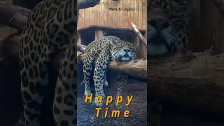 Lazy Leopard Life pawsandlaughs cute cutespets funnyshorts [upl. by Riggall756]