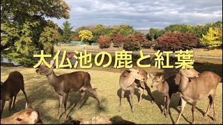 奈良公園のシカ部メンバーには紅葉がお似合い🤗大仏池界隈で紅葉が見頃🤗 [upl. by Dixil]