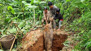 Wild boar trap skill Giant wild boar a lucky day for the family born from the forest [upl. by Atteynot]