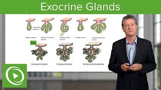 Exocrine Glands – Histology  Lecturio [upl. by Serica]