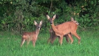 La biche et ses faonsDeer and fawns [upl. by Petula]