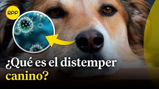 ¿Qué es el moquillo o distemper canino [upl. by Krigsman275]