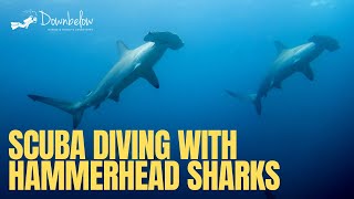 Diving with Hammerhead Sharks at Sipadan Sabah Borneo [upl. by Chamberlain]