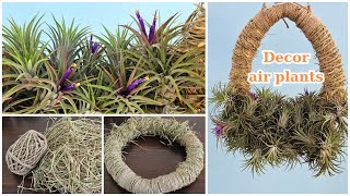 Tips decorating with air plants [upl. by Chanda43]