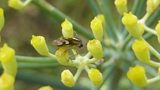 Capsid bug  Liocoris tripustulatus  on  Foeniculum vulgare  Blómatítur  Skordýr [upl. by Marteena]