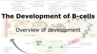 Bcell development Overview [upl. by Simaj]