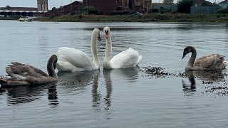 Swan Family Resume Feeding On Left Overs Pen Charges amp Then Greets Family 10 September 2024 [upl. by Fillander]