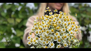 Feverfew Medicinal Beautiful amp Easy to Grow [upl. by Retlaw54]