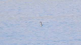 Rednecked Grebe Portland Harbour 27th October 2024 [upl. by Helms]