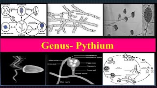 Pythium Important characteristics Reproduction Life cycle Diseases [upl. by Little]