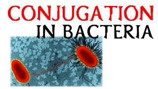 Conjugation in bacteria [upl. by Rona56]