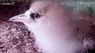 Whitetailed Tropicbird Chick Gets Personal With Cam – June 21 2021 [upl. by Brion428]