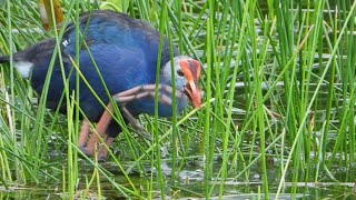 Swamphen Feeding on Vegetation in the Florida Wetlands [upl. by Earaj]