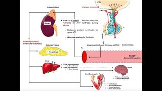 Specific Hormones  Functions of Cortisol [upl. by Morgenthaler288]