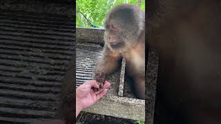 Palm Reading For A Monkey Monkey Are You Polite猿の手相占い。 猿：礼儀正しいですか？ [upl. by Anyah983]