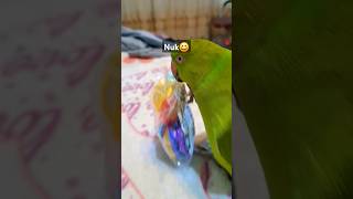 Doar pe interes😄parrot miculalexander funnyparrot funny birds nuk cute [upl. by Thekla168]