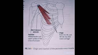 DeltoidSerratus AnteriorPectoralis Major and minor Suprex Muscle [upl. by Annod]