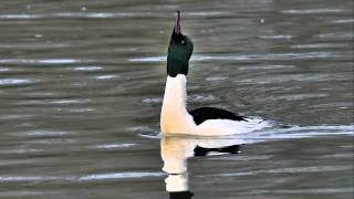 GänsesägerBildershow Vögel in Deutschland [upl. by Apthorp]