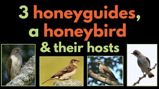 3 HONEYGUIDES A HONEYBIRD AND THEIR BROOD HOSTS  a list of their main hosts  BROOD PARASITISM [upl. by Enirahtac]