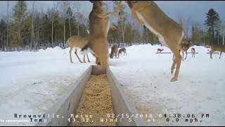 Brownville Food Pantry For Deer  Dominant Doe  21518 [upl. by Melentha189]