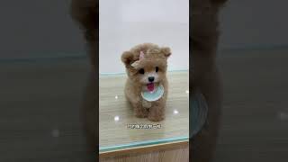 This is just a toy dog ​​from store No 5 Its so fun Champagnecolored Teddy small body fly [upl. by Gabriello905]