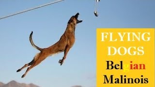 SUPERPOWER DOG ⭐️ EXTREME MALINOIS Dogs ⭐️JUMPING Belgian Shepherd🔎 COMPILATION amp FACTS [upl. by Sung]