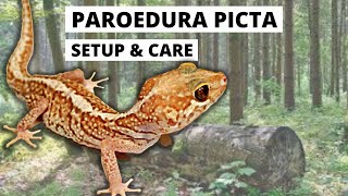 How to Setup and Care for Paroedura picta Pt 2 [upl. by Weinreb]