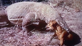 Komodo Dragon hunting Small Goat and eat alive [upl. by Alessandro959]