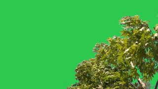 tree green screen background [upl. by Irakab]