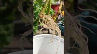 How to grow Geranium plant in waterGerenium flower plant propagation shorts gardening [upl. by June752]