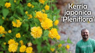 Kerria Japonica Plenaflora  Japanese Rose [upl. by Ejrog]