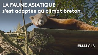 La faune asiatique sest adaptée au climat breton [upl. by Iot]