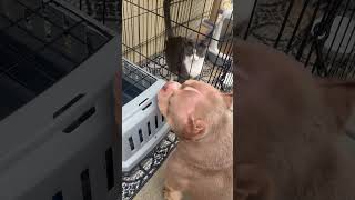 Cat and bully video reaction amercianbully [upl. by Sakram]