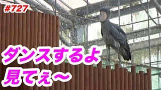 ちょっとだけダンスするよ💖dancing★掛川花鳥園★ハシビロコウふたば★No727★shoebill Futaba [upl. by Lovering]