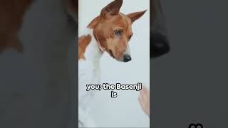 The Barkless Wonder Meet the Basenji  Unique Dog Breeds Basenji BarklessDog UniqueDogBreeds [upl. by Keg168]