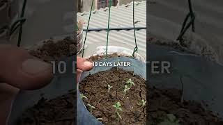 Grow tomatoes in plastic pots hanging indoors recycleplasticbottles plasticbottlegarden gardening [upl. by Ermengarde279]