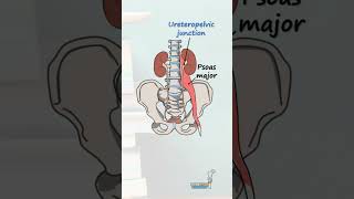 Anatomy of the Ureters [upl. by Nyahs]